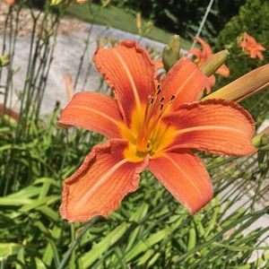 Meet your Posher, Ava